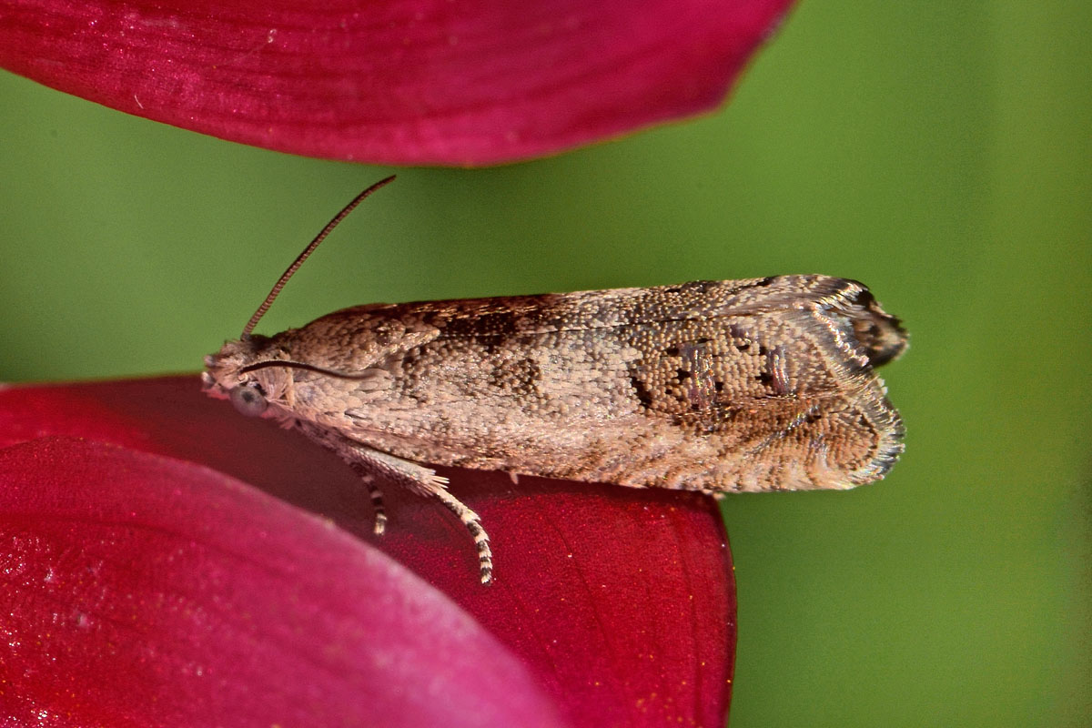 Tortricidae - Cydia sp. e Celypha lacunana